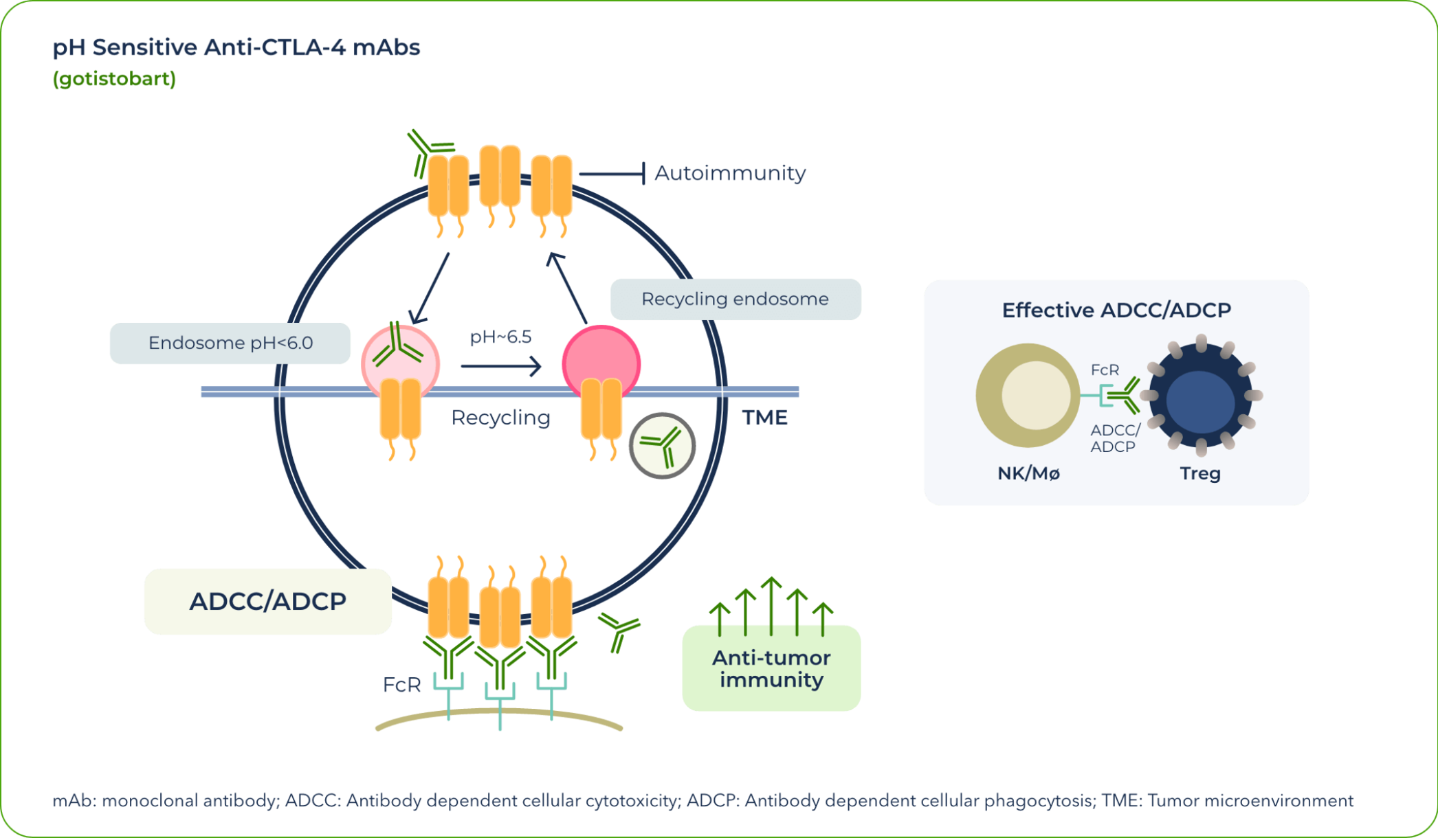 pH Sensitive Anti-CTLA-4 mAbs - Graphic