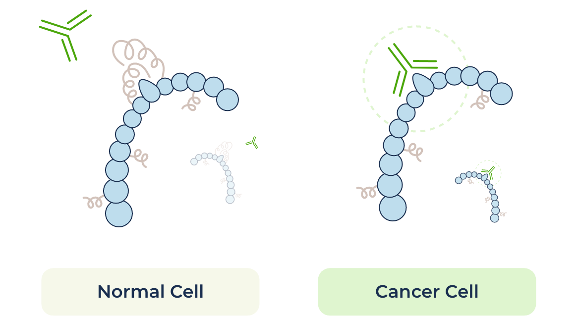 CD24 approach