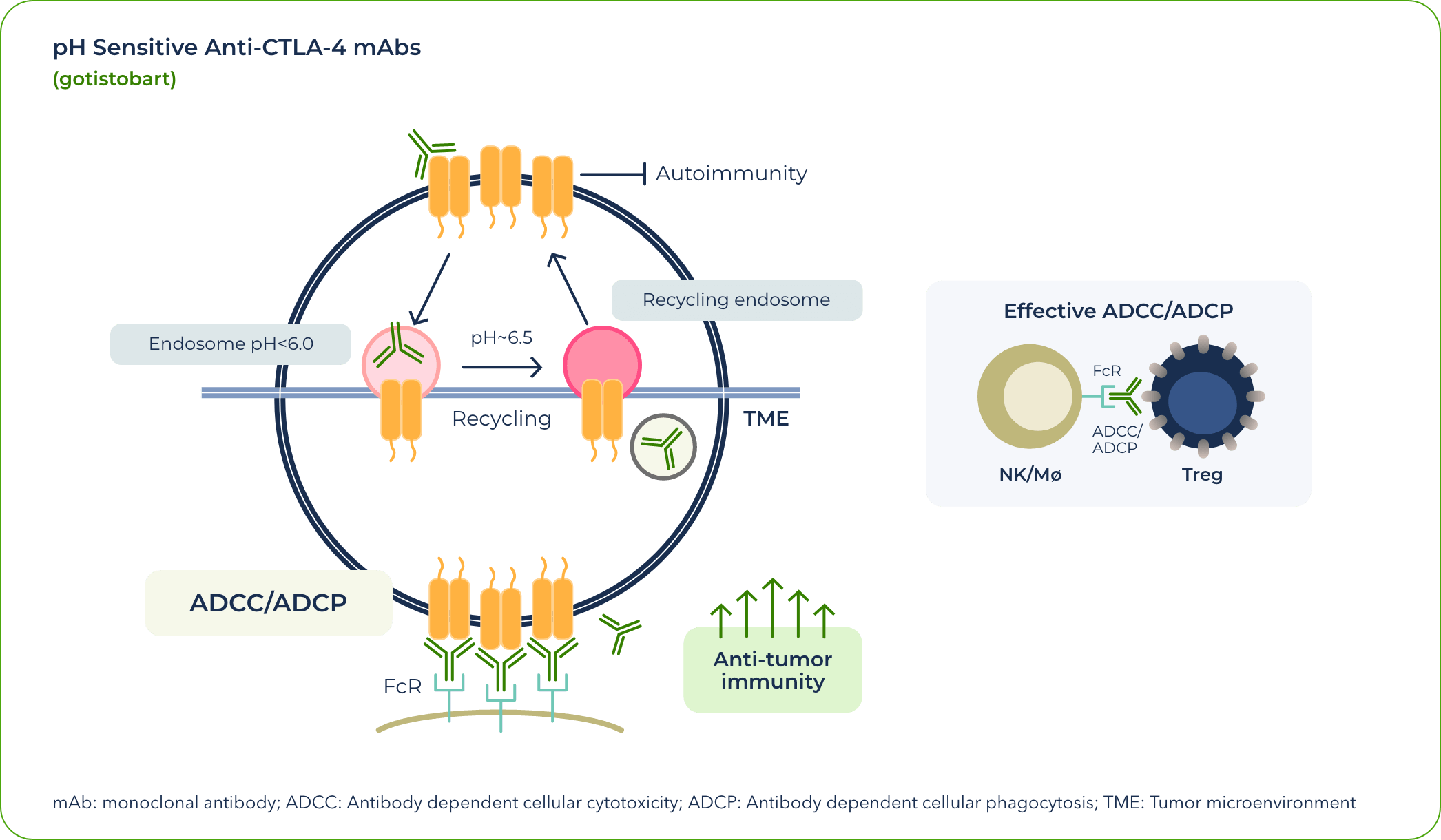 pH Sensitive Anti-CTLA-4 mAbs - Graphic