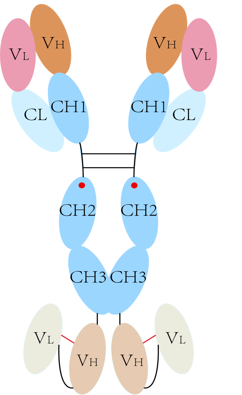 PD-1/VEGF